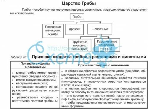 Таблица по биологии сходства грибов и растений