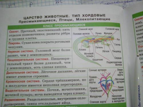 Напишите таблицу по внутренним органам(их 7) пресмыкающихся 1)строение системы, 2)функция системы си