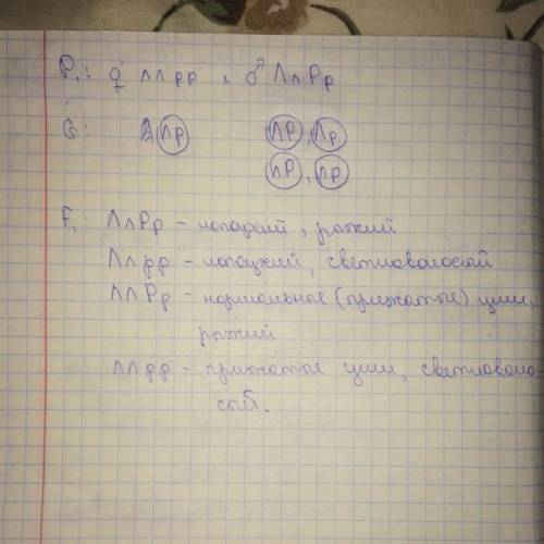 Учеловека лопоухость(л) доминирует над геном нормально прижатых ушей (л). а рыжий цвет волос (р) над