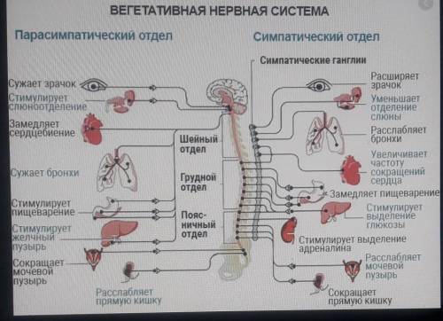 Назовите основные отделы вегетативной нервной системы