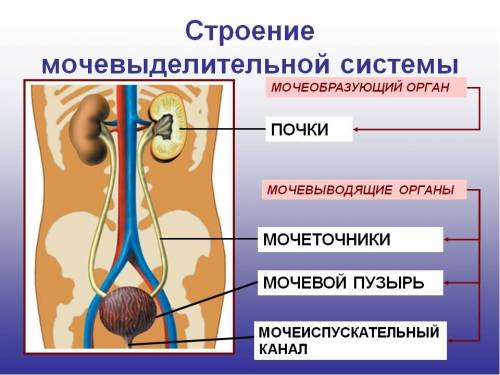 Билет № 13 1. раскройте планетарное значение растений. 2. какие особенности пищеварения в ротовой по