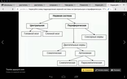 Нарисуйте схему подразделения нервной системы на центральную и периферическую.