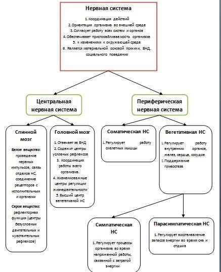 Составьте и заполните схему значение нервной системы.