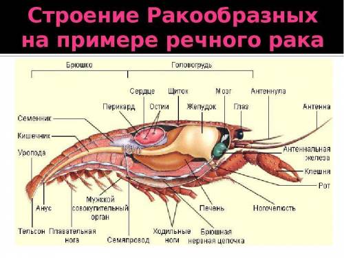 Членистоногие; план. 1. почему так называли? 2. где обитали? 3. представители? строение? значение? о