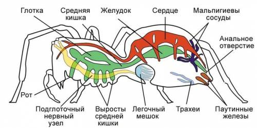 Членистоногие; план. 1. почему так называли? 2. где обитали? 3. представители? строение? значение? о