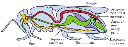 Членистоногие; план. 1. почему так называли? 2. где обитали? 3. представители? строение? значение? о