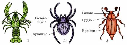 Членистоногие; план. 1. почему так называли? 2. где обитали? 3. представители? строение? значение? о