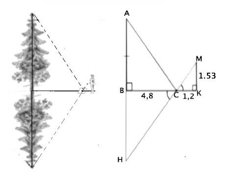 Определите высоту дерева с использованием зеркала, если рост человека 165 см (отнимите 12 см). расст