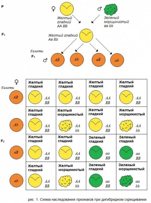Каким будет по генотипу и фенотипу f1 и f2(дигибридное скрещивание), если скрестили горох со следующ