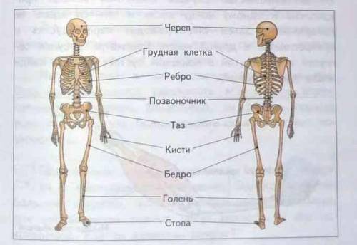 Готовимся к школьной олимпиаде! 4 класс .о.н.федотова, г.в.трафимова ,с.а.трафимов там с 19 до 34 19