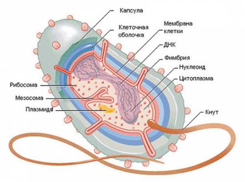 Что вам известно о строении бактерий?