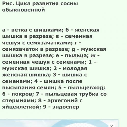 Зарисуйте жизненный цикл сосны обыкновенный? сколько он продолжается по времени?