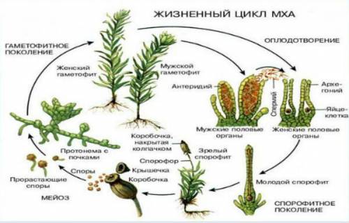 Мне 40 1.какими размножается водоросль хламидомонада? 2.опишите жизненный цикл мхов на примере кукуш