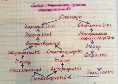 Мне 40 1.какими размножается водоросль хламидомонада? 2.опишите жизненный цикл мхов на примере кукуш