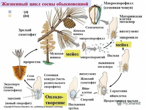 Мне 40 1.какими размножается водоросль хламидомонада? 2.опишите жизненный цикл мхов на примере кукуш