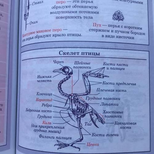 Надо сделать таблицу по биологии. таблица скелет птиц. 1 столбик: отделы скелета : череп, позвоноч