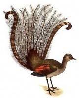 What names of australian birds and animals do you remember? what australian animals or birds seem un