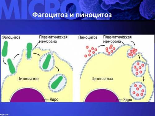 Расскажите о пино и фагоцитозе. чем различаются эти процессы?