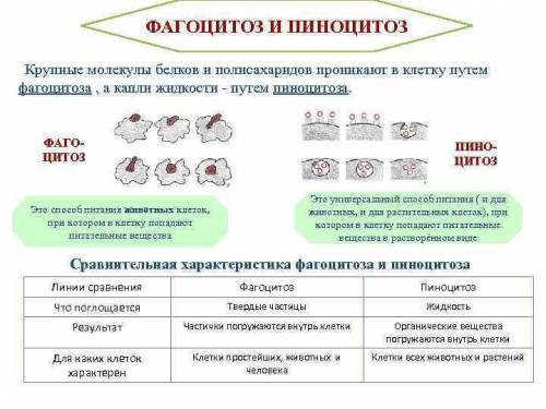 Расскажите о пино и фагоцитозе. чем различаются эти процессы?