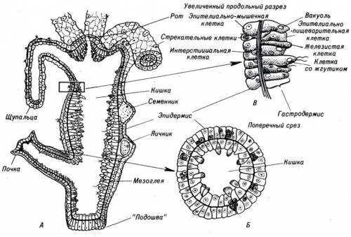 Рассмотрите микропрепараты. найдите препарат продольный разрез гидры . какие особенности строения