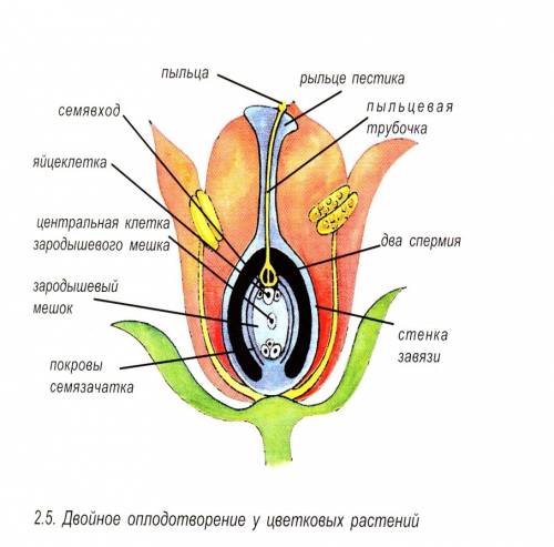 Напишите сочинение 8-10 предложений на темы: 1) половое размножение покрытосемянных 2) вегетативное