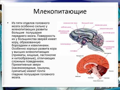 Чем отличаются у птиц и млекопитющихся сердце и головной мозг