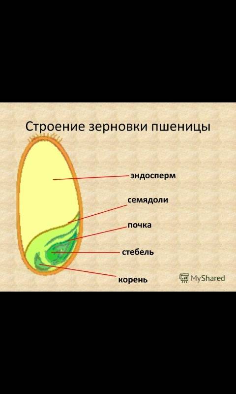 Как выглядит эндосперма? вопрос по биологии. картинку. 10