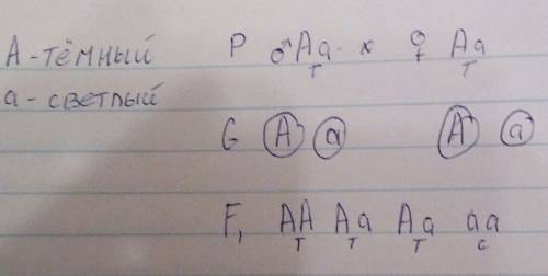 Какова вероятность рождения у темноволосых родителей (аа) детей с светлыми волосами (темный цвет дом