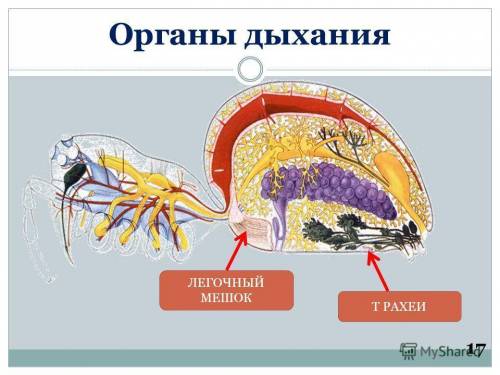 Какие животные дышат легкими и трахеями а) паукообразные б) моллюски в) кольчатые черви г) ракообраз