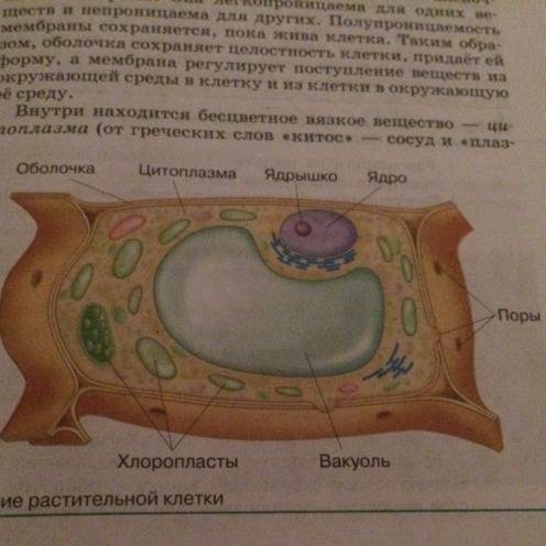 Из чего строится растение? ( например ядро, цитоплазма и т.