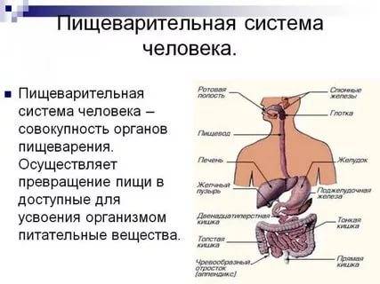 Пищеварительная система человека,её отделы и функции отделов