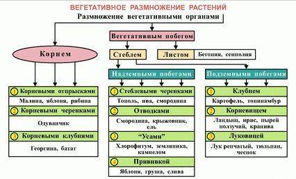 вегетативного размножения. объяснения этого размножения и примеры