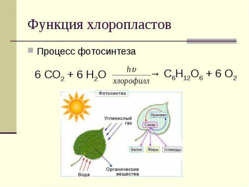 Что такое фотосинтез. можете объяснить кратко и понятно для 6 класса