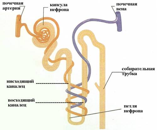 Структура и деница почек и её строение