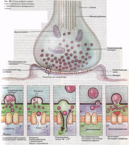 Опишите процесс синаптической передачи импульса между нервными клетками.