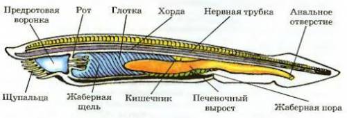 Характерные признаки хордовых животных