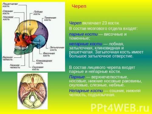 Какая кость входит в состав мозгового отдела черепа