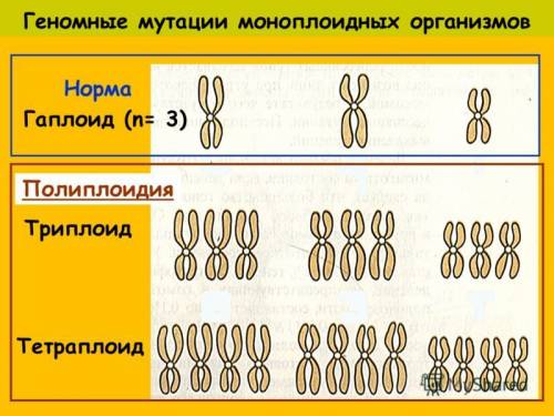 Что такое полиплоидия? у каких организмах она проявляется?