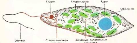 Сколько жгутиков у эвглены зелёной?