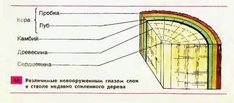 Что такое стебель, строение и функции.!