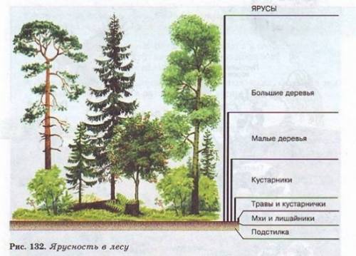 Пример надземных ярусов сообщества лес