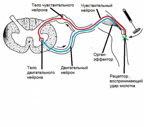 Объясните из каких отделов состоит рефлекторная дуга на примере коленного рефлекса расскажите о взаи