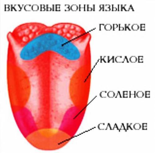 Какая часть языка реагирует на солённое