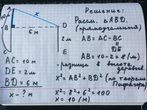 В6 метрах друг друга растут дваидерева высота которых 10 метров и 2 метра найдите расстояние между в