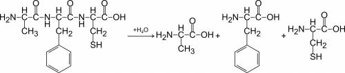 Образование дипептида v-s из аминокислот и гидролиз трипептида a-f-c