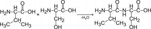 Образование дипептида v-s из аминокислот и гидролиз трипептида a-f-c