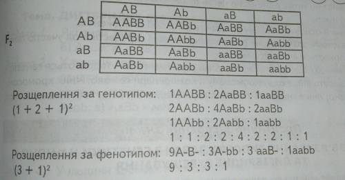 При скрещивании растения левкоя с красными цветками и узкими листьями и растения с белыми цветками и