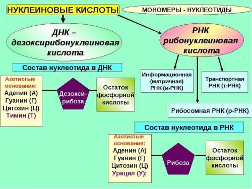 Напишите реферат на тему: нуклеиновые кислоты. днк