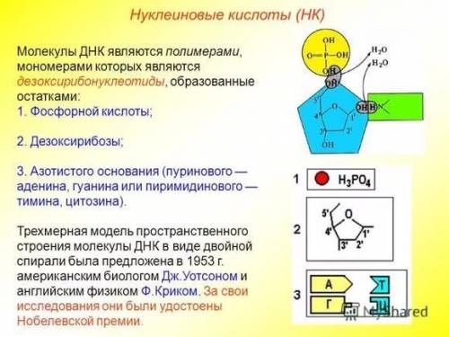 Напишите реферат на тему: нуклеиновые кислоты. днк