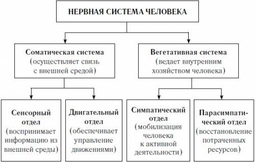 Составте схему нервной системырастений